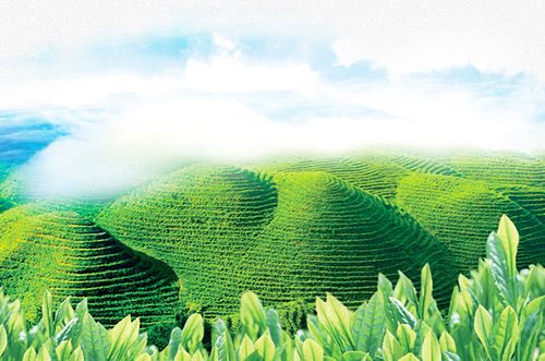 之珍品-都匀毛尖茶产地简介在贵州的崇山峻岭间,生长着一种古老的茶树
