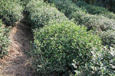 碧螺春茶树怎么种植,自己种碧螺春茶树的种植方法
