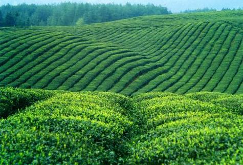 我国学者破解中国种茶树全基因组密码
