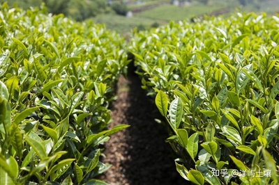茶树什么时候种植比较好?对种植的土壤和环境有什么要求?
