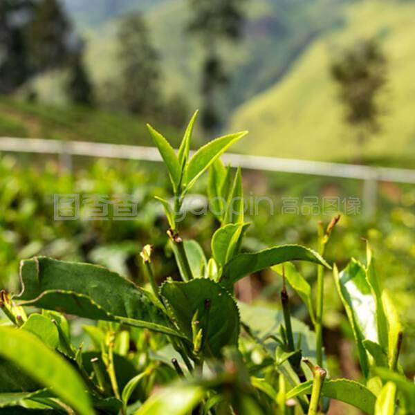 茶树的叶子布什关于种植园背景的特写
