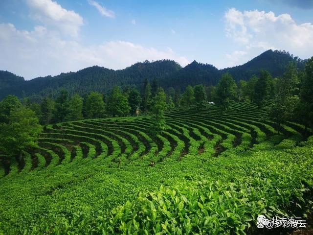 乃至广西茶叶的当家品种,该品种是罕有适制六大茶类的全能茶树品种,素