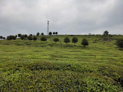 茶树