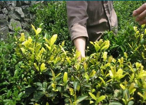 专家的关注,也让兄弟县区的茶叶研究者,种植大户和品茶专家格外注意