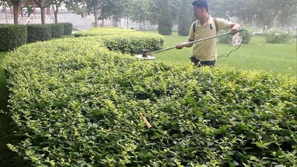 关于茶树种植,该如何给茶树修剪