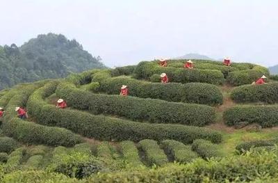 重庆采茶地点 重庆周边采茶的地方有哪些