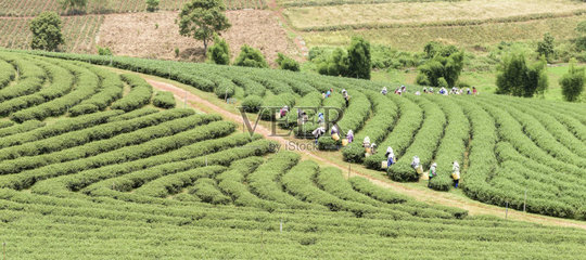 群众,茶叶,茶树,种植园,采摘