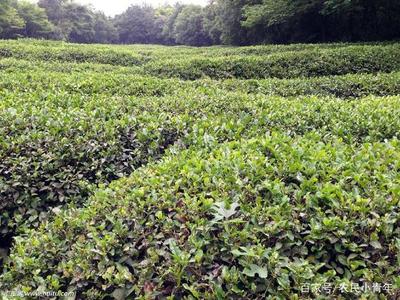 再忙也要看、茶树种植技术、看完后我惊呆了!