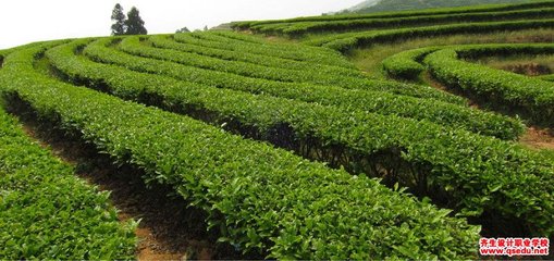 园林景观植物哪些适应酸性土壤种植的?