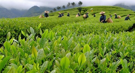 茶树防治病害的水肥管理?茶树用哪个水溶肥能增产?