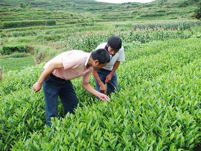 一年生茶树苗种植技术
