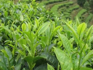 冰岛是今临沧市最早种植茶树的地方,勐库大叶茶种就是从这里向外传播