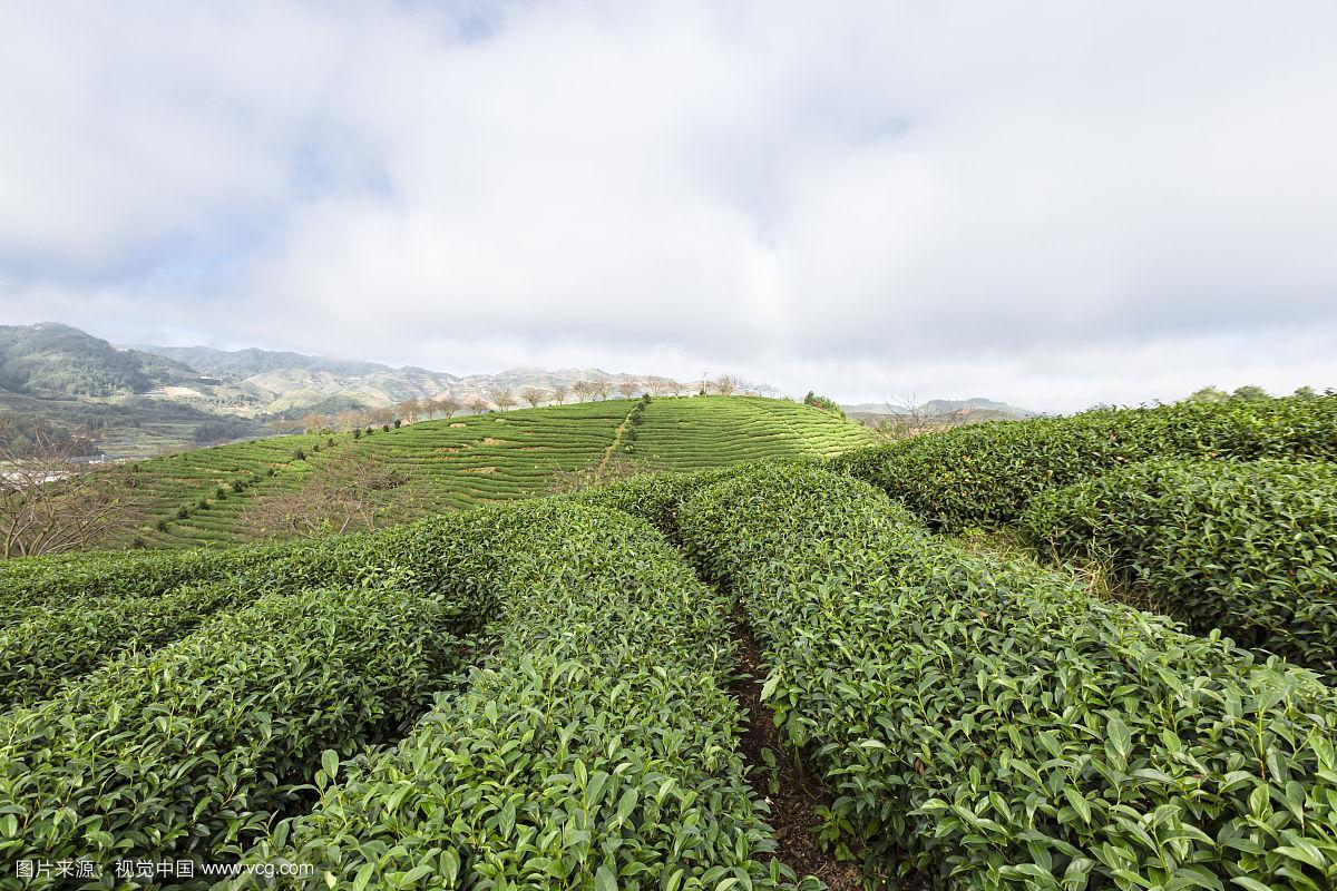 蓝天白云下成行的茶树种植园