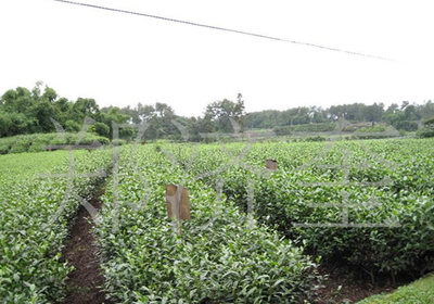 四川雅安茶树苗种植批发2