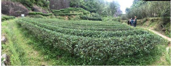 探访武夷山最大的手工制茶工坊