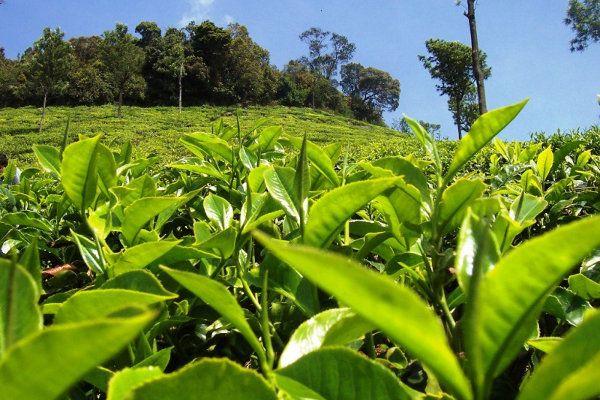 茶树该如何预防与防治病虫害