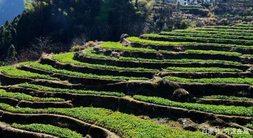 古村人在山坡上修建了漂亮的梯田,种菜种茶,出产原生态的富硒农产品