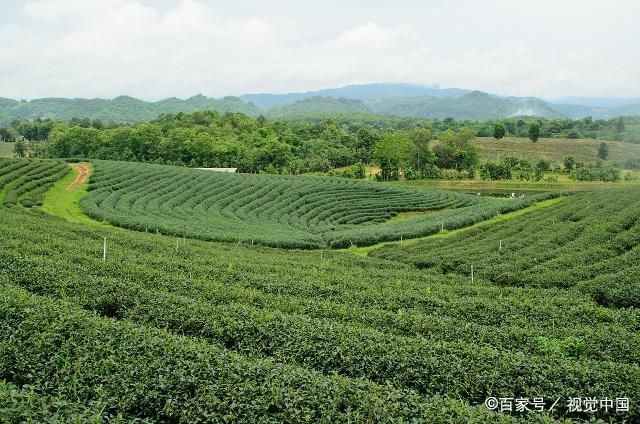 茶树种植:茶树密植怎样才是合理的,茶树种植有哪些方式?