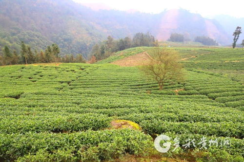 多彩网 三都 深山执着种茶人 千亩荒山飘茶香