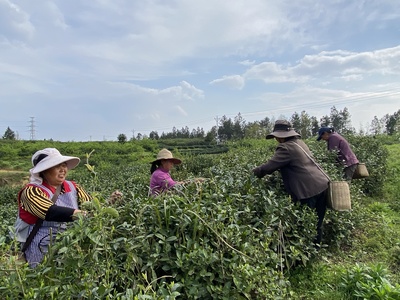 一口“香叶尖”,让乡村共富有迹可“茶”