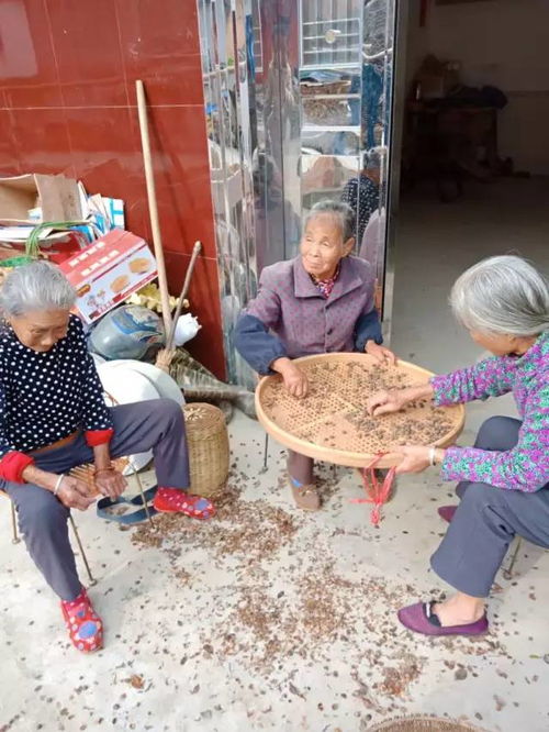 营养健康的土茶籽油古法原来是这么榨出来的,90后从未见过