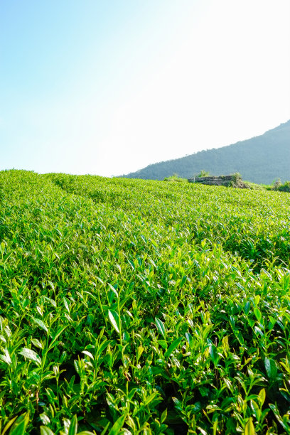 茶树 背景