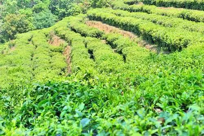 不是古茶树,就是生态茶,千年茶乡昌宁美极了!