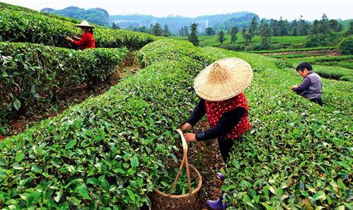 茶树根腐病能治好吗 茶树软腐烂根病怎么办 茶树烂根病防治用根小子