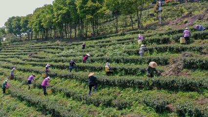 漳州南靖:不负春光采茶忙