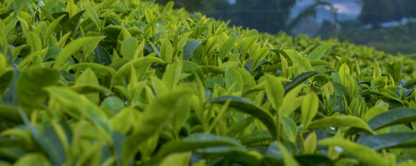 茶树的种植栽培管理