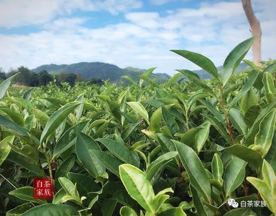 福鼎白茶:冬日天蓝云白,种植茶树进行时!