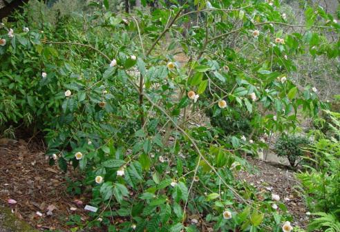 大理茶的种属及分类变异研究 茶树 顶芽 芽条 腋芽 培养基 网易订阅