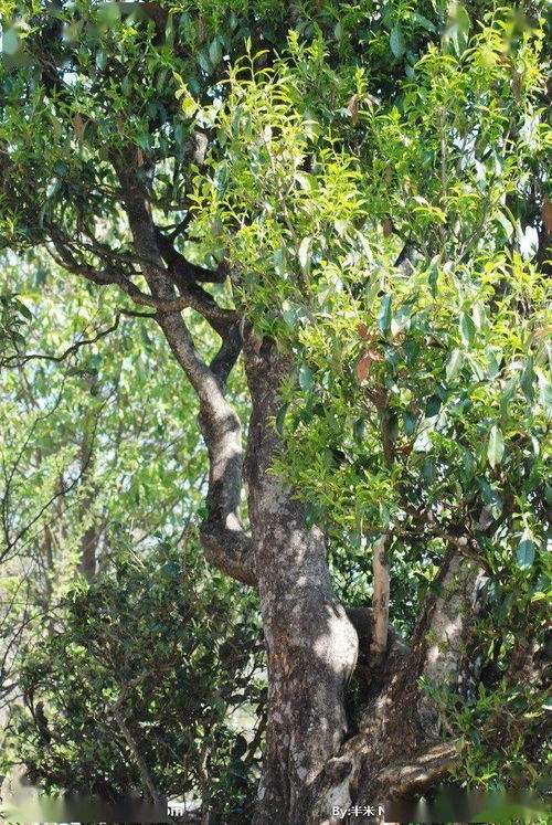 明日剧透 探秘云南文山古树茶