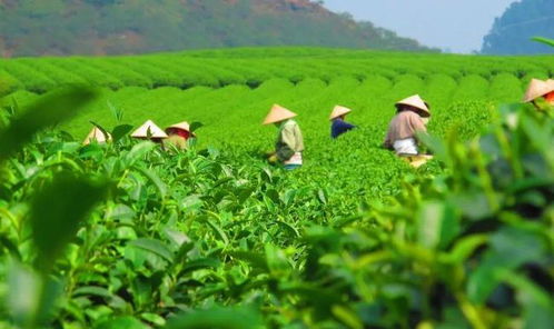 茶叶 炒上天 一饼买宝马,西双版纳毁林种茶的背后,茶农挣钱吗