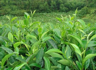 茶叶种植技术:茶树根系的生长发育规律