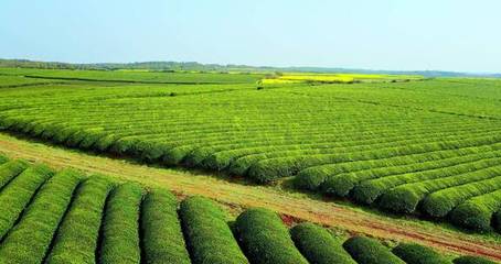 东方亚洲茶树种植园